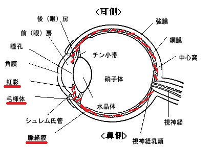 ぶどう膜炎