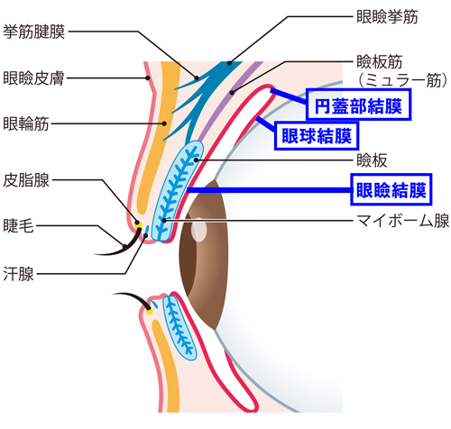 結膜・強膜