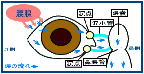 涙嚢炎