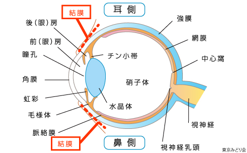 はやり目