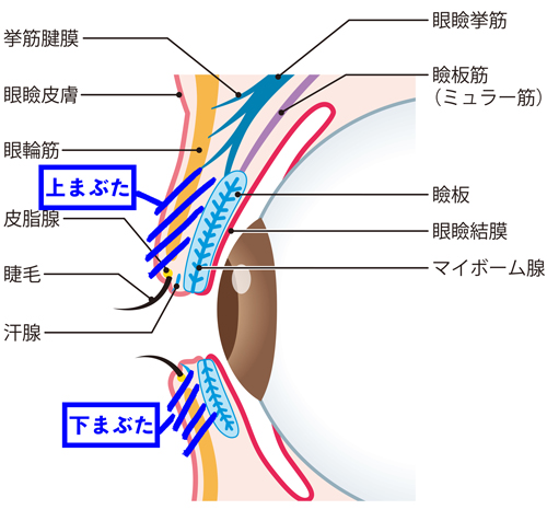 眼瞼痙攣