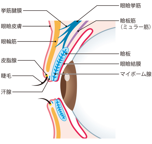 眼瞼痙攣