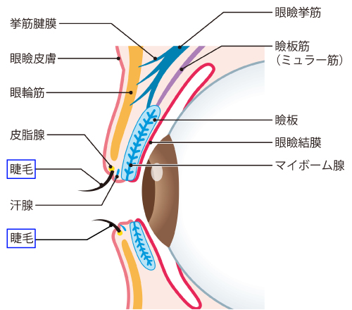 睫毛乱生