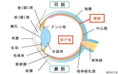 網膜・硝子体疾患