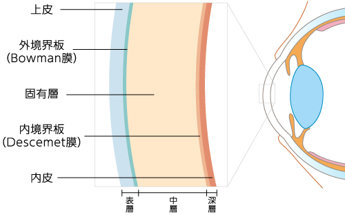 角膜の構造
