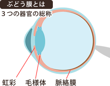 ぶどう膜とは、3つの器官の総称。