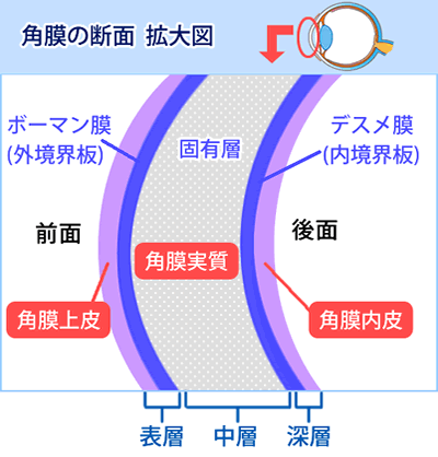 角膜の断面・拡大図